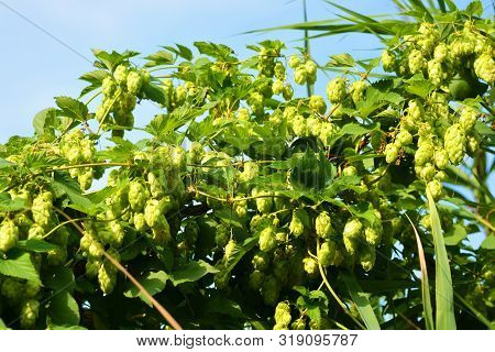 Beautiful And Vibrant Green Hop Leaves With Ripe Flowers And A Vine, Humulus Flowering Plants, Famil