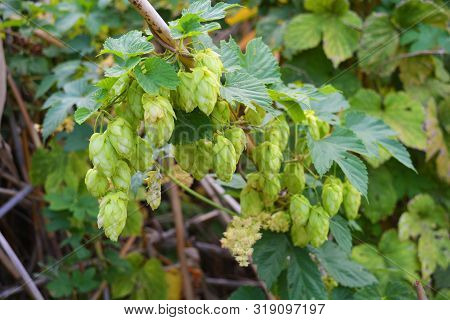 Beautiful And Vibrant Green Hop Leaves With Ripe Flowers And A Vine, Humulus Flowering Plants, Famil