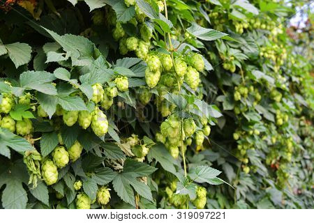 Beautiful And Vibrant Green Hop Leaves With Ripe Flowers And A Vine, Humulus Flowering Plants, Famil