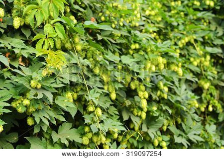 Beautiful And Vibrant Green Hop Leaves With Ripe Flowers And A Vine, Humulus Flowering Plants, Famil