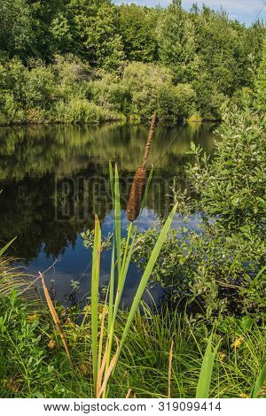 Reed Mace Growing Near A Lake With A Mirror Surface