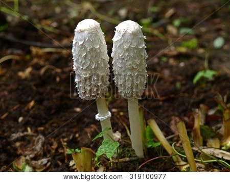 An Autumn Mashroom Season And Picking. Pair Of Coprinus Comatus Mashrooms