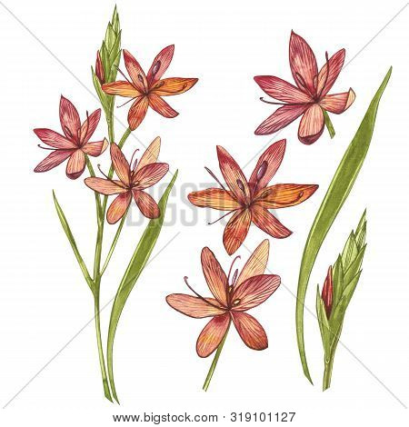 Kafir Lilies Flowers. Collection Of Hand Drawn Flowers And Plants. Botany. Set. Vintage Flowers. Wat