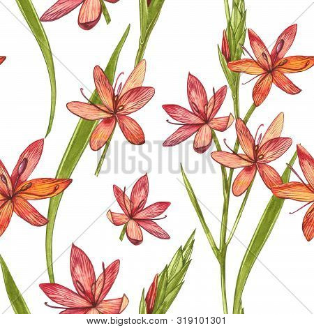 Kafir Lilies Flowers. Seamless Patterns. Collection Of Hand Drawn Flowers And Plants. Botany. Set. V