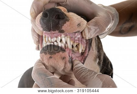 Miniature Bull Terrier And Teeth In Front Of White Background