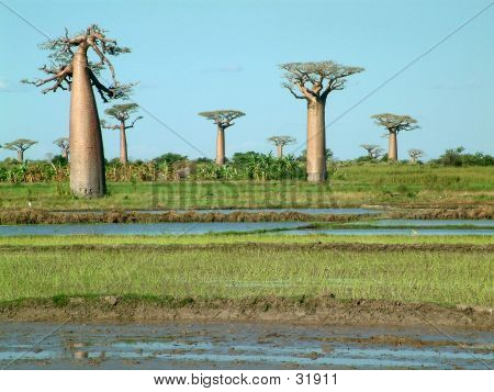 Gruppo dei baobab