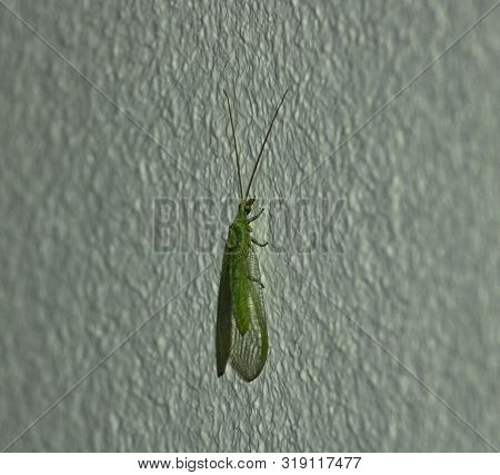 Green Insect, Elongated And With Two Multi-colored Eyes