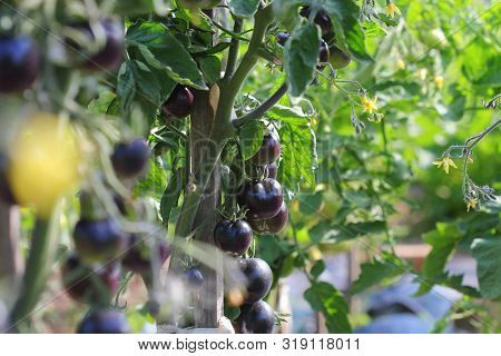 Black Tomatoes On A Branch In The Garden. Indigo Rose Tomato .