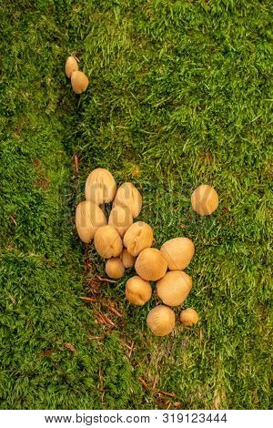 A Cluster Of Common Inkcap Mushrooms In The Moss