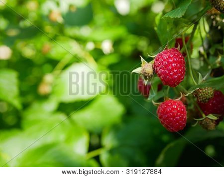 Summer Raspberries On The Bush. In The Garden On The Branches Of The Raspberry Bush Is Maturing A La
