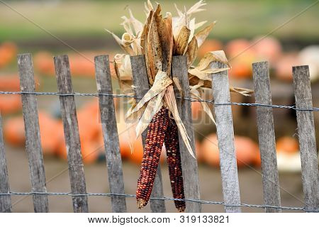 Indian Corn On Fence Of Pumpkin Fair At Autumn. Corn And Pumpkin Traditional Food On Autumn Fair.
