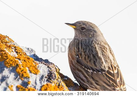 Close-up Natural Alpine Accentor (prunella Collaris) On Rock