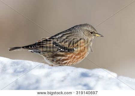 Close-up Natural Alpine Accentor (prunella Collaris) Standing On Snow