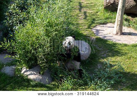 Copenhagen, Denmark - August 25, 2019: A Panda In The Outdoor Area In Copenhagen Zoo
