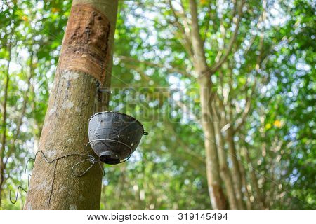 Rubber Tree (hevea Brasiliensis) Produces Latex. By Using Knife Cut At The Outer Surface Of The Trun