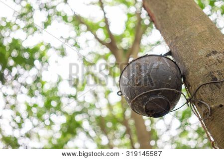 Rubber Tree (hevea Brasiliensis) Produces Latex. By Using Knife Cut At The Outer Surface Of The Trun