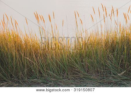Spikelets Of Wild Grass Along The Shore Near The Water. Natural Backlit Background Of Greens And Wat