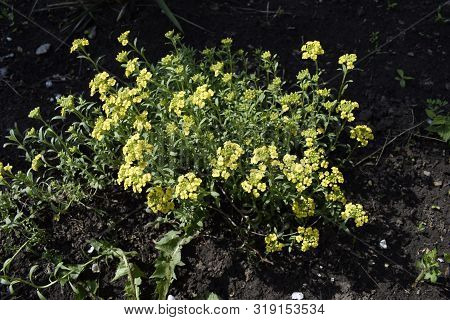 Gold Alissum Or Borax. Blossoming Alissum (the Alison, Gmelina) In The Garden. Flowers