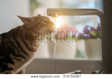 Beautiful short hair cat drinking water from the tap at the kitchen