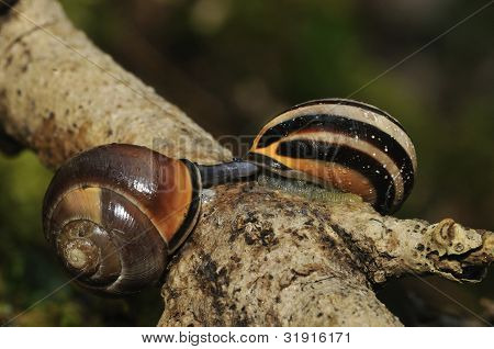 Brown-Lipped caracoles apareamiento