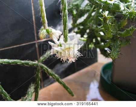 Cactus Rhipsalis Lindbergiana Blooms, Ampelaceous Epiphytic Plant, White Flower, Closeup