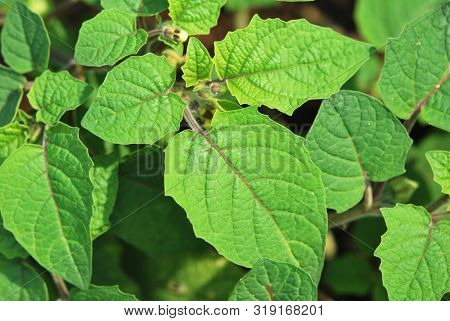 Leaves Background Of Physalis Minima Or Ground Cherry Closeup