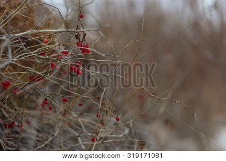 Cold Autumn Berries Swing On The Bare Branches Of A Bush
