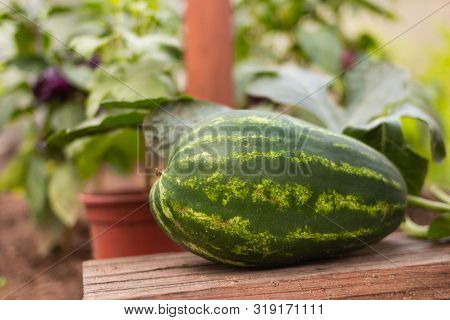 Organic Homegrown Watermelon On Vegetable Country Garden