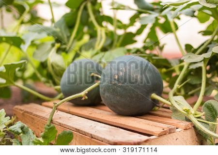 Organic Homegrown Watermelon On Vegetable Country Garden