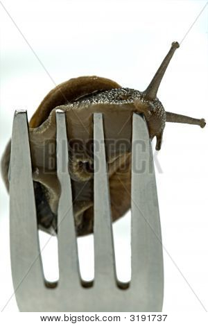 Dîner de l'escargot