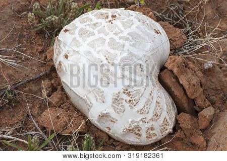 Desert White Puffball Mushroom In Red Sand