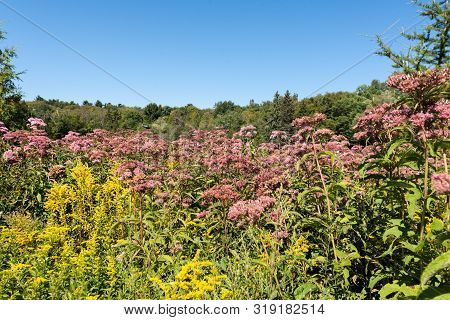 Pink Spotted Eupator And Solidago Canadensis In Wet Field During Summer