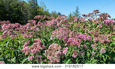 Pink Spotted Eupator In Wet Field During Summer