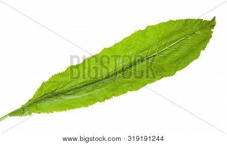 Fresh Green Leaf Of Horseradish Plant Isolated On White Background