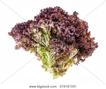 Twig Of Fresh Lollo Rosso Leaf Lettuce Isolated On White Background