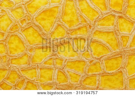 The Peel Of A Ripe Yellow Melon With Texture Tracks, Full Screen. Melon Variety Torpedo