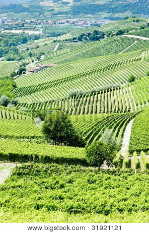 Vineyars poblíž Barbaresco, Piemont, Itálie
