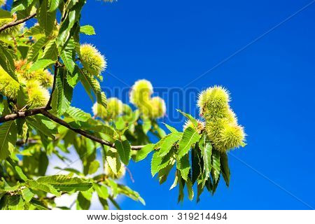 Chestnut in august on the blue sky