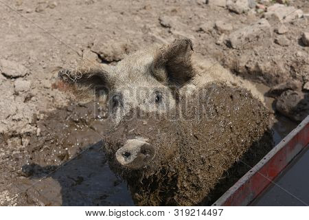 Happy Pig Rolling In Mud.mangalitsa The Woolly Sheep-pig, Healthy Environment And Organic Food Produ
