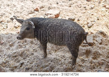 Happy Pig Rolling In Mud.mangalitsa The Woolly Sheep-pig, Healthy Environment And Organic Food Produ