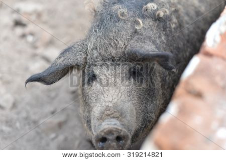 Happy Pig Rolling In Mud.mangalitsa The Woolly Sheep-pig, Healthy Environment And Organic Food Produ