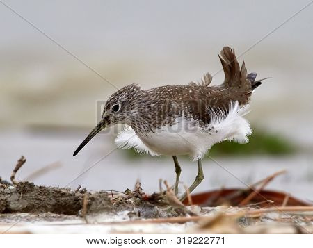 sandpiper (Tringa Ochropus) on the lake shore