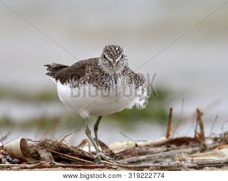 sandpiper (Tringa Ochropus) on the lake shore