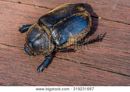 Extreme Closeup Of Large Black Beetle Covered With Dust On Wooden Background.