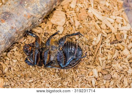 Closeup Of Dead Black Beetle Laying On Its Back Next To A Piece Of Wood.