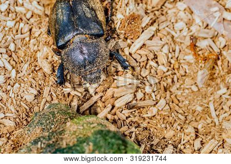 Closeup Of Black Beetle Next To Green Rock On Wood Chip Background.