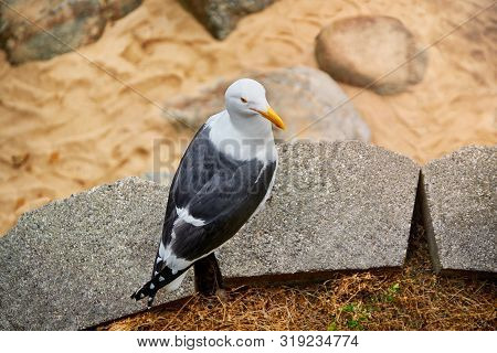 One Seagull Perched On The Brick On The Beach, Sand Beach On The Background. High Resolution 7867 X 