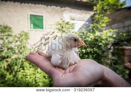 Young Chicken, Also Called Chick Or Poussin Is Standing In The Hands Of A Farmer In A Rural Farm Env