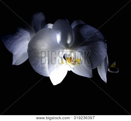 Linda Flor Natureza Verde Orquidea Nature Flower