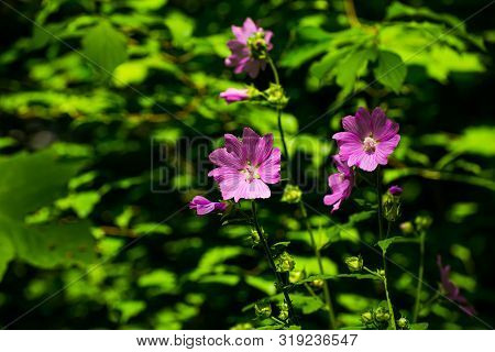 Violett Blooming Flower Geranium Wallichianum, Bosnia And Herzegovina